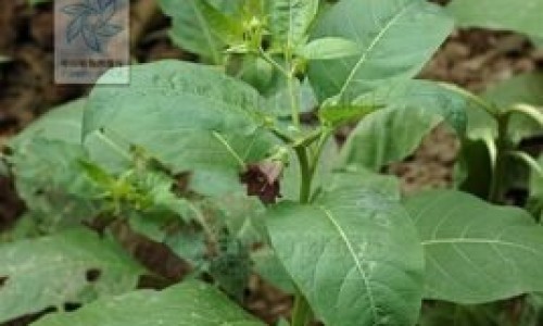 千斤拔的药物功效网 - 为你提供千斤拔图片与功效、千斤拔图片与功效